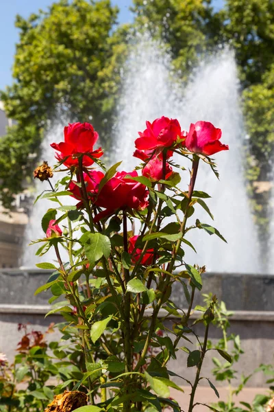 Garten Rote Rose Blume Auf Dem Hintergrund Des Grünen Grases — Stockfoto