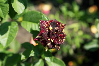 Arka planda yeşil çim Bahçe kırmızı gül çiçek. çiçekler. Kırmızı şaşırtıcı yükseldi. Yumuşak seçici focu