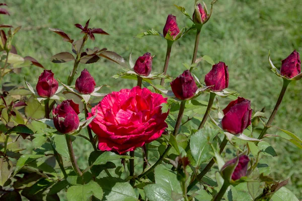 Zahradní Červený Květ Růže Pozadí Zelené Trávy Květiny Úžasné Červené — Stock fotografie