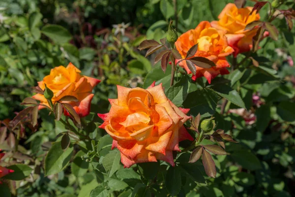 Zahradní Oranžová Růže Květ Pozadí Zelené Trávy Květiny Úžasné Oranžové — Stock fotografie