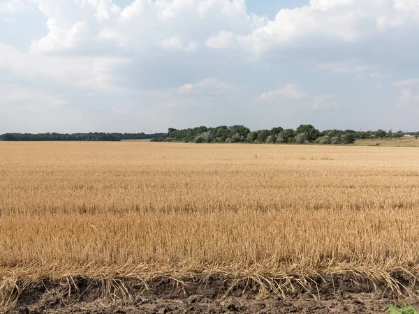 Otantik kırsal manzara buğday alan sıcak bir yaz günü içinde hasat.