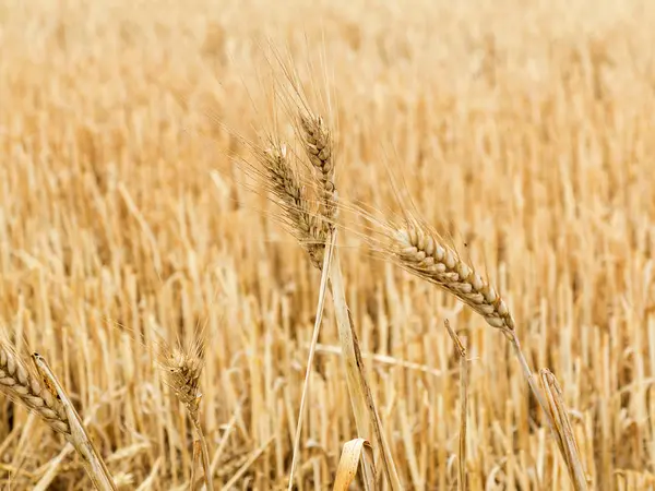 Espigas Maduras Trigo Contra Campo Cultivos Cosechados —  Fotos de Stock