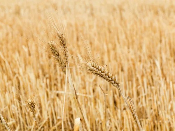 Espigas Maduras Trigo Contra Campo Cultivos Cosechados —  Fotos de Stock