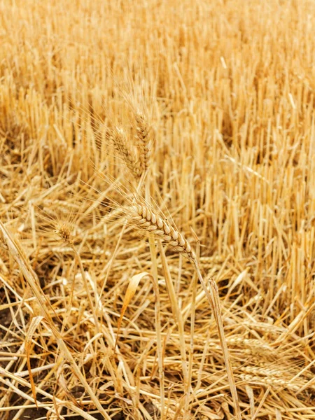 収穫した作物のフィールドに対して小麦の熟した耳 — ストック写真