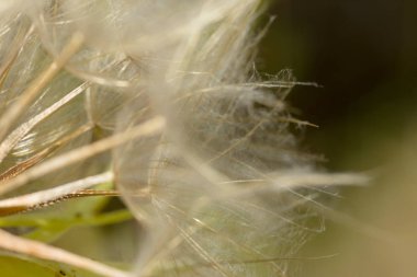 soyut Karahindiba çiçeği arka plan, aşırı closeup. büyük dandelion doğal zemin üzerinde. Sanat Fotoğrafçılık