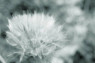 soyut Karahindiba çiçeği arka plan, aşırı closeup. büyük dandelion doğal zemin üzerinde. Sanat Fotoğrafçılık