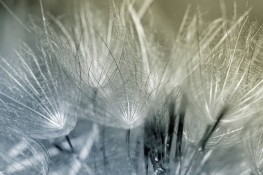 soyut Karahindiba çiçeği arka plan, aşırı closeup. büyük dandelion doğal zemin üzerinde. Sanat Fotoğrafçılık