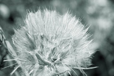 soyut Karahindiba çiçeği arka plan, aşırı closeup. büyük dandelion doğal zemin üzerinde. Sanat Fotoğrafçılık