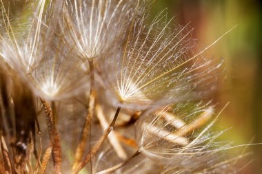 soyut Karahindiba çiçeği arka plan, aşırı closeup. büyük dandelion doğal zemin üzerinde. Sanat Fotoğrafçılık