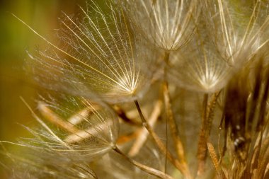 soyut Karahindiba çiçeği arka plan, aşırı closeup. büyük dandelion doğal zemin üzerinde. Sanat Fotoğrafçılık
