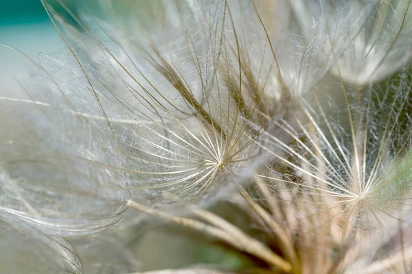 Αφηρημένη Πικραλίδα Λουλούδι Φόντο Ακραία Closeup Μεγάλη Πικραλίδα Στο Φυσικό — Φωτογραφία Αρχείου