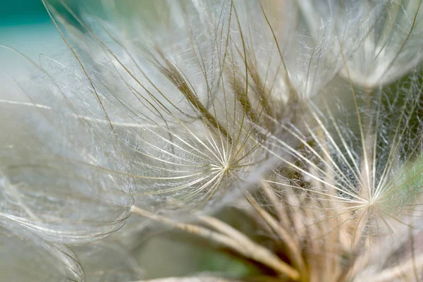 soyut Karahindiba çiçeği arka plan, aşırı closeup. büyük dandelion doğal zemin üzerinde. Sanat Fotoğrafçılık