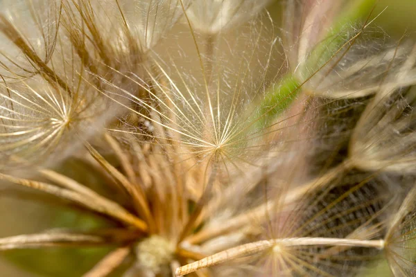 Fondo Abstracto Flores Diente León Primer Plano Extremo Gran Diente —  Fotos de Stock