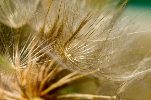 soyut Karahindiba çiçeği arka plan, aşırı closeup. büyük dandelion doğal zemin üzerinde. Sanat Fotoğrafçılık