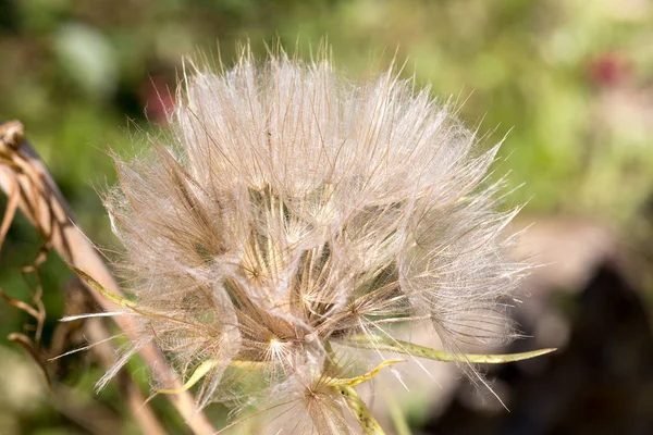 Αφηρημένη Πικραλίδα Λουλούδι Φόντο Ακραία Closeup Μεγάλη Πικραλίδα Στο Φυσικό — Φωτογραφία Αρχείου