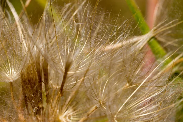 Abstracte Paardebloem Bloem Achtergrond Extreme Close Grote Paardebloem Natuurlijke Achtergrond — Stockfoto