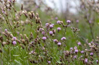 Beyaz kabarık tohumları ile yaratıcı yatay leylak otantik kır çiçekleri