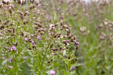 Beyaz kabarık tohumları ile yaratıcı yatay leylak otantik kır çiçekleri