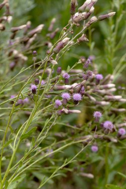 Beyaz kabarık tohumları ile yaratıcı yatay leylak otantik kır çiçekleri