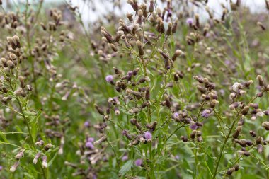 Beyaz kabarık tohumları ile yaratıcı yatay leylak otantik kır çiçekleri