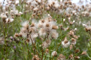 Beyaz kabarık tohumları ile yaratıcı yatay leylak otantik kır çiçekleri