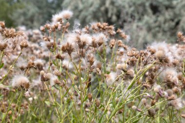 Beyaz kabarık tohumları ile yaratıcı yatay leylak otantik kır çiçekleri