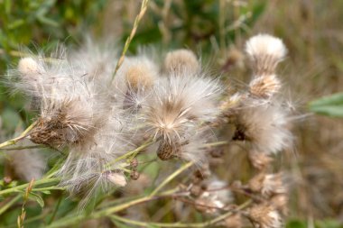 Beyaz kabarık tohumları ile yaratıcı yatay leylak otantik kır çiçekleri