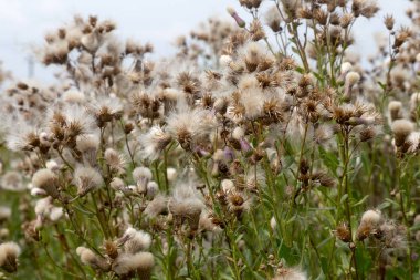 Beyaz kabarık tohumları ile yaratıcı yatay leylak otantik kır çiçekleri