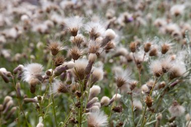 Beyaz kabarık tohumları ile yaratıcı yatay leylak otantik kır çiçekleri