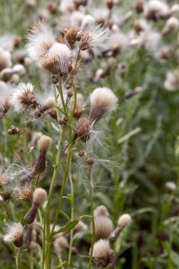Beyaz kabarık tohumları ile yaratıcı yatay leylak otantik kır çiçekleri