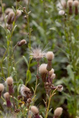 Beyaz kabarık tohumları ile yaratıcı yatay leylak otantik kır çiçekleri