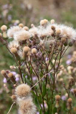 Beyaz kabarık tohumları ile yaratıcı yatay leylak otantik kır çiçekleri