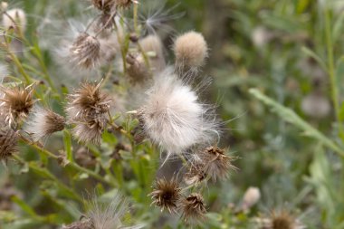 Beyaz kabarık tohumları ile yaratıcı yatay leylak otantik kır çiçekleri