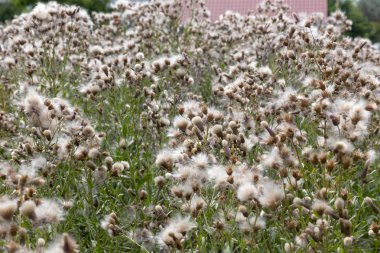 Beyaz kabarık tohumları ile yaratıcı yatay leylak otantik kır çiçekleri