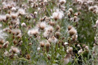 Beyaz kabarık tohumları ile yaratıcı yatay leylak otantik kır çiçekleri