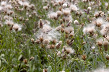 Beyaz kabarık tohumları ile yaratıcı yatay leylak otantik kır çiçekleri
