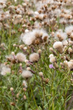 Beyaz kabarık tohumları ile yaratıcı yatay leylak otantik kır çiçekleri