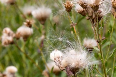Beyaz kabarık tohumları ile yaratıcı yatay leylak otantik kır çiçekleri