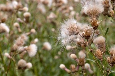 Beyaz kabarık tohumları ile yaratıcı yatay leylak otantik kır çiçekleri