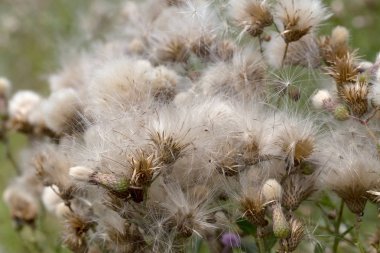 Beyaz kabarık tohumları ile yaratıcı yatay leylak otantik kır çiçekleri