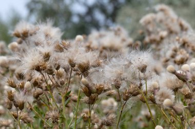 Beyaz kabarık tohumları ile yaratıcı yatay leylak otantik kır çiçekleri