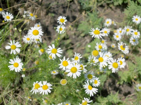 Fältkamomill Blommar Närbild Vacker Naturscen Med Blommande Medicinska Kamomiller Solen — Stockfoto