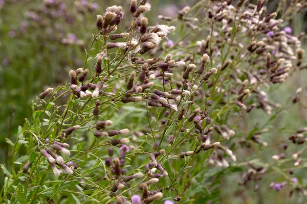 Auténtico Paisaje Creativo Flores Silvestres Lila Con Semillas Esponjosas Blancas — Foto de Stock