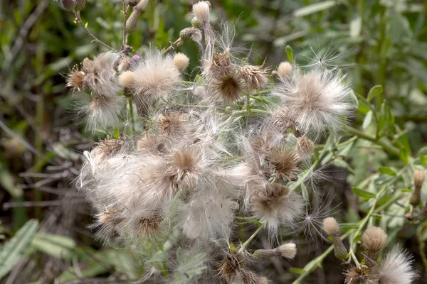 Auténtico Paisaje Creativo Flores Silvestres Lila Con Semillas Esponjosas Blancas — Foto de Stock