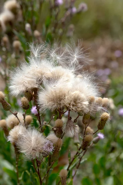 Authentische Kreative Landschaft Flieder Wildblumen Mit Weißen Flauschigen Samen — Stockfoto