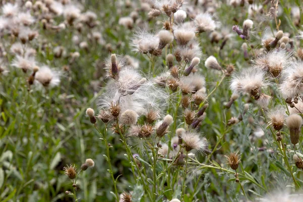 Auténtico Paisaje Creativo Flores Silvestres Lila Con Semillas Esponjosas Blancas — Foto de Stock