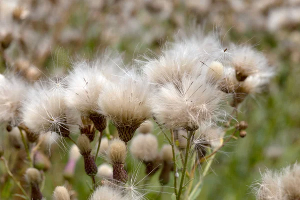 Auténtico Paisaje Creativo Flores Silvestres Lila Con Semillas Esponjosas Blancas —  Fotos de Stock