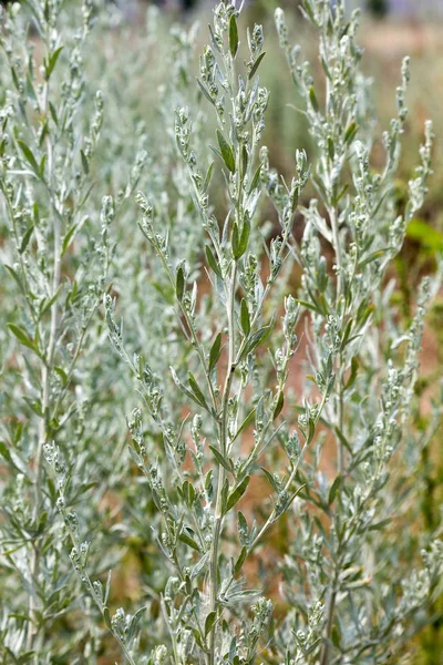 Wormwood (Artemisia Absinthium) green seeds closeup shot in sunny summer day. Soft selective focus — Stock Image Wormwood Artemisia Absinthium Green Seeds Closeup Shot Sunny Summer Day Stock Photo