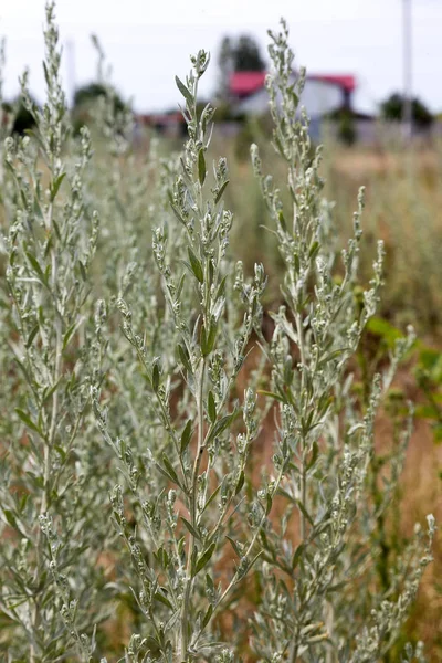 Wormwood (Artemisia Absinthium) green seeds closeup shot in sunny summer day. Soft selective focus — Stock Image Wormwood Artemisia Absinthium Green Seeds Closeup Shot Sunny Summer Day Stock Image
