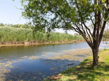 Su kirliliği çevre, su çiçeklenme. Yosun büyümesini kalın tabaka desen su üzerinde arka plan doku yüzey doğa şekillendirme
